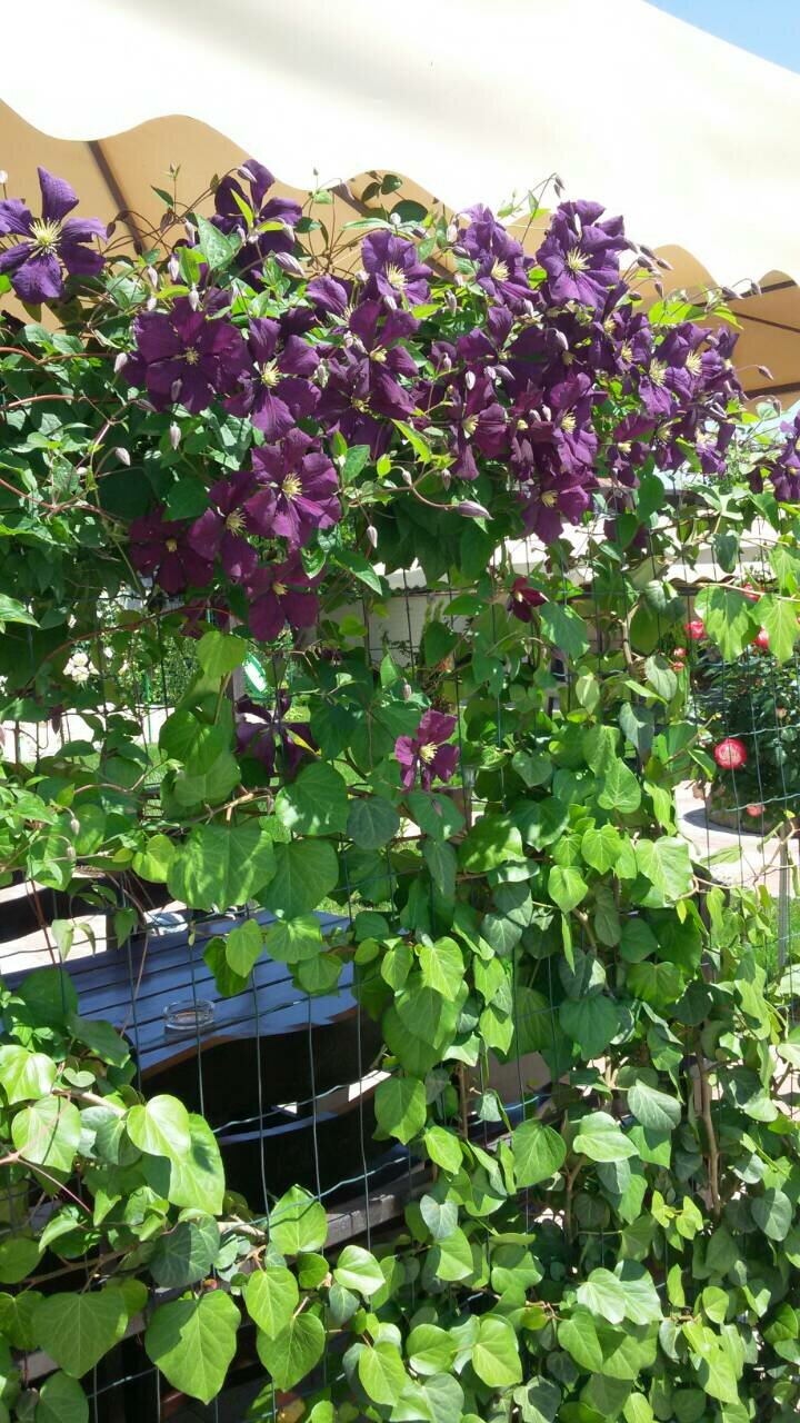 Гостевой дом Севастопольская усадьба Севастополь-24