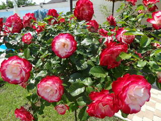 Гостевой дом Севастопольская усадьба Севастополь-5