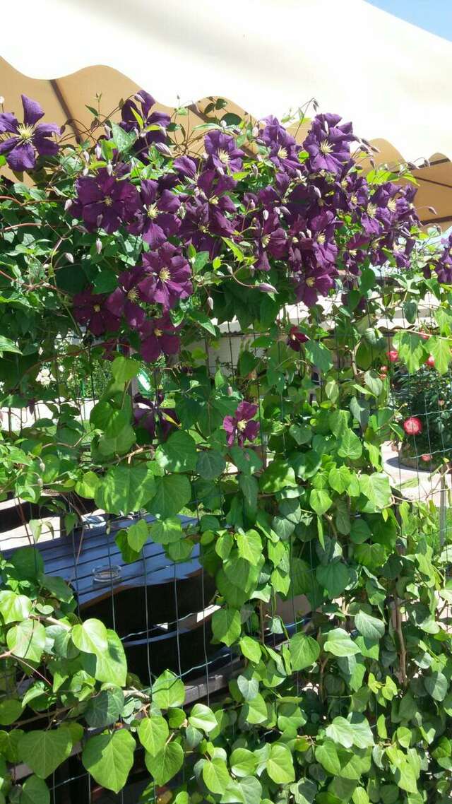 Гостевой дом Севастопольская усадьба Севастополь-23