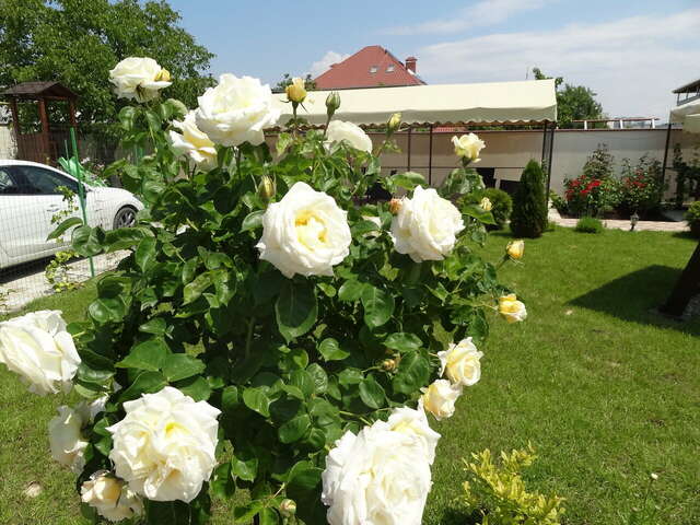 Гостевой дом Севастопольская усадьба Севастополь-14