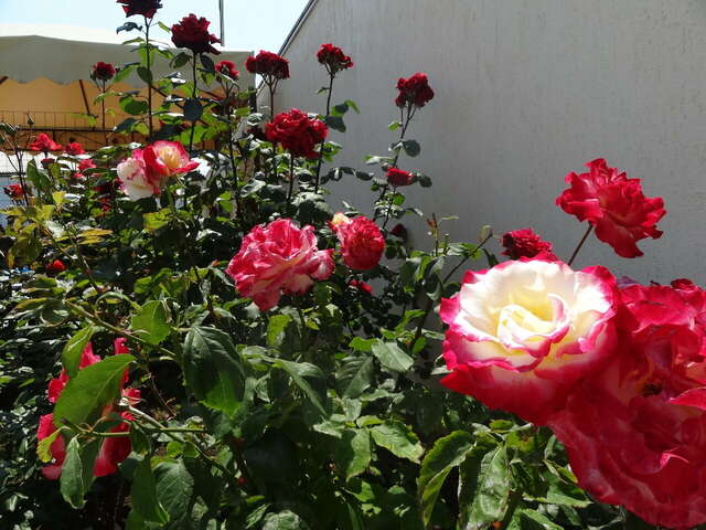 Гостевой дом Севастопольская усадьба Севастополь-25