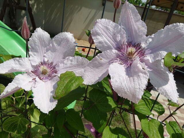 Гостевой дом Севастопольская усадьба Севастополь-24